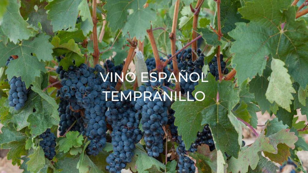 Vino español tempranillo